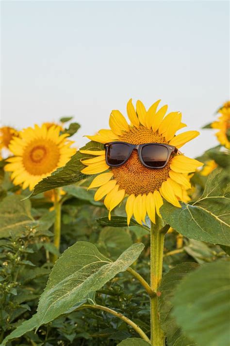 Sunflower Wearing Sunglasses In A Sunflower Field At Sunrice Summer Heat Concept Close Up Of