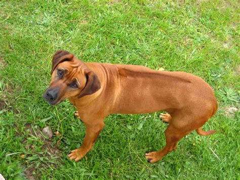 Historisch spielte in südamerika der einsatz von hunden bei der jagd nur eine untergeordnete rolle. Rhodesian Ridgeback - SpockTheDog.com
