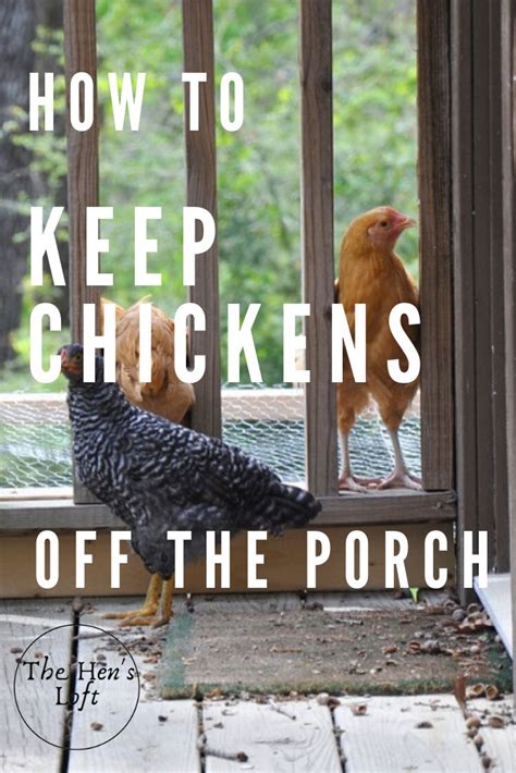How To Keep Chickens Off The Porch And Out Of The Garden The Hens