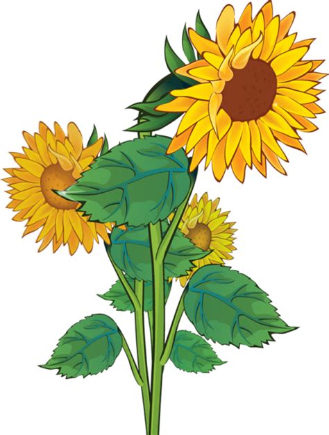 Free Content Clip Art Vintage Sunflower Cliparts Png Download 640