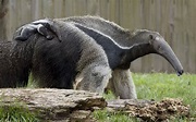 Giant anteater (Myrmecophaga tridactyla) | DinoAnimals.com