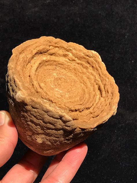 Sold Price Stromatolite Fossil Natural Collectible Specimen June