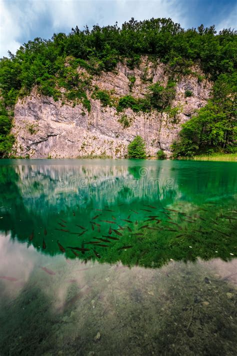 Trout Fish Underwater Plitvice Stock Photo Image Of