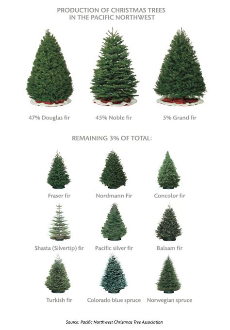 Check spelling or type a new query. Ask Mr. Christmas Tree | Washington State Magazine ...