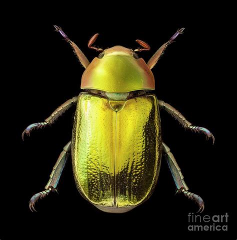 Golden Scarab Beetle Photograph By Natural History Museum London