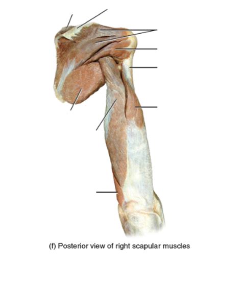 Posterior Scapular Cadaver Muscles Diagram Quizlet