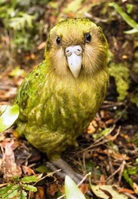Interesting Amazing World This Chubby Little Bird Is Called The Kakapo
