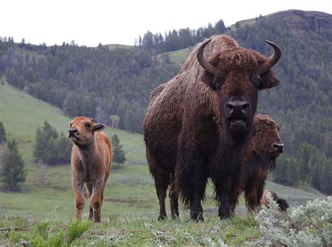 National Parks And Lodges Of The Old West Cal Alumni Association