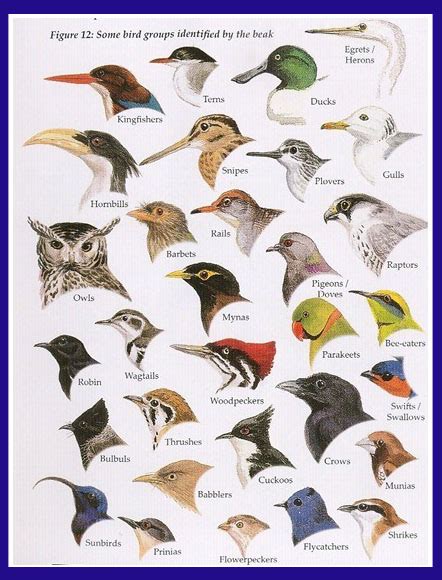 Disambiguation pages are categorized in category:bird common name disambiguation pages. FOREST BIRD: The Bird-Bill….a unique adaptation for survival