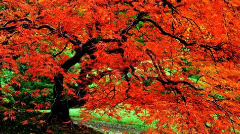 Earth Tree Nature Fall Foliage Red Close Up Leaf Garden Japanese