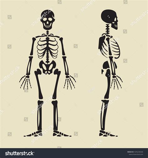 Human Skeleton Front Profile Isolated Illustrations Stock Vector