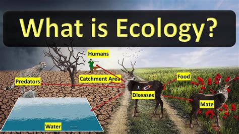 What Is Ecology Definition And Example Youtube