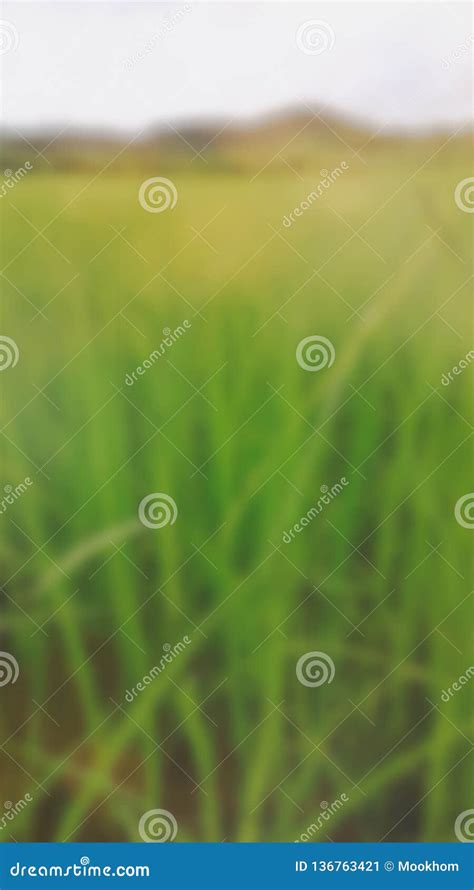 Sunlight With Lens Flare Over Wheat Field In Early Summer Stock