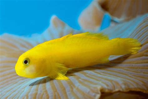 Yellow Clown Goby Gobiodon Okinawae Saltwater Fish For Sale
