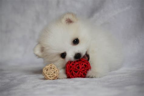 Premium Photo Beautiful Cute Puppy Playing With His Balls On White