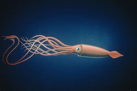 Giant Squid - Life of Sea