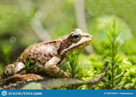 Frog In The Grass Stock Photo Image Of Grass Single 206736506