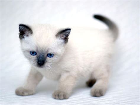 14+ Cute Siamese Cat Kitten - Furry Kittens