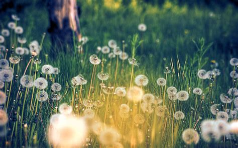 Field Of Dandelion Wallpapers Wallpaper Cave