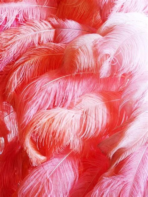 Pinks Feathers At Versailles Everything Pink I Believe In Pink Pink