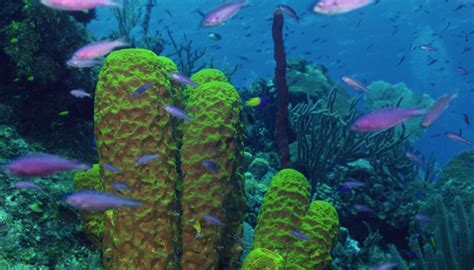 Description Of The Four Types Of Aquatic Ecosystems Sciencing