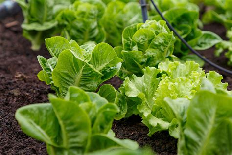 Ten Types Of Lettuce To Grow At Home Bioweed