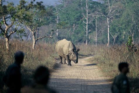 Poachers Kill Rhino Take Away Horn In Kaziranga Park The Tribune India