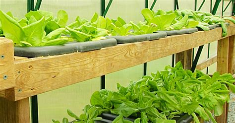 How To Build A Hydroponic Vegetable Garden At Home