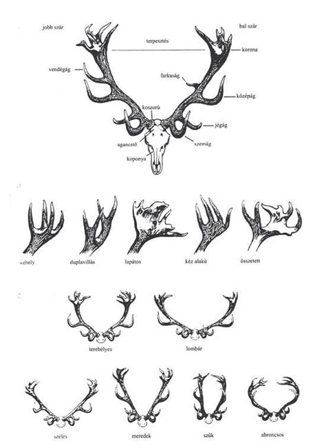 Red Deer Antler Antler Drawing Scientific Illustration Animal Drawings