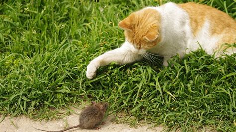 Funny Cats Vs Mouse Tom And Jerry Real Life Youtube