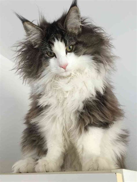 They have a robust muscular body with a double coat. Black And White Cat Breeds Long Hair - pexels