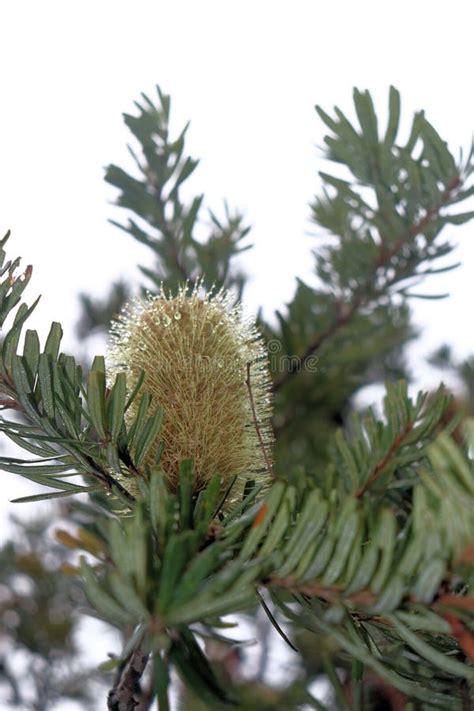 Coastal Banksia Banksia Integrifolia In Bloom On Bruny Island Tasmania