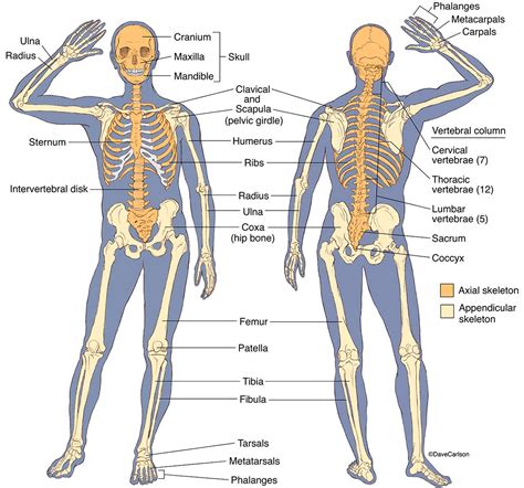 Illustration Of Anterior And Posterior Views Of Human Skeletal
