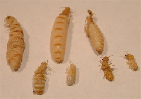 Termite Queen Life Cycle Termites Info