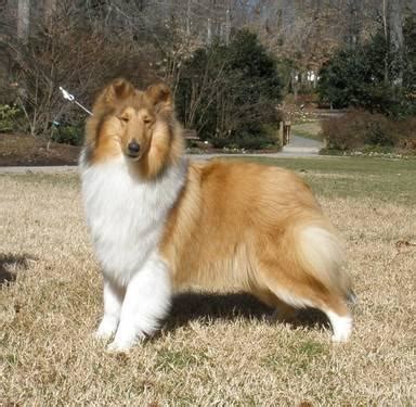 Find collie puppies for sale on pets4you.com. Rough collie for Sale in Sophia, North Carolina Classified ...
