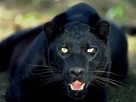 Black Panther ~ High Definition Wallpapers|Cool Wallpapers|Nature ...