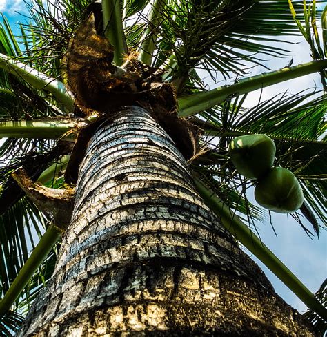 Free Photo Coconut Tree Palm Coconuts Hippopx