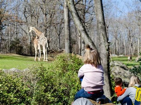 20 Great Things To Do In Asheboro Nc Zoo More