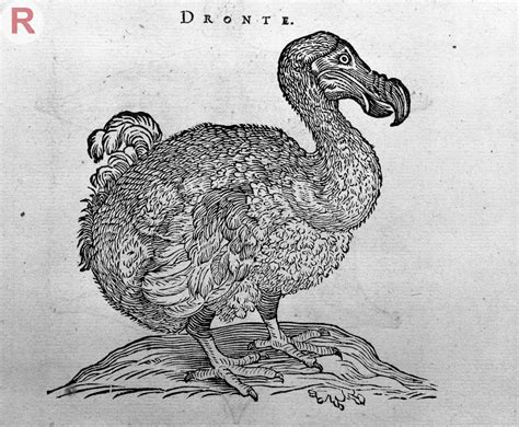 The Dodo Tree And Other Stories Botanics Stories