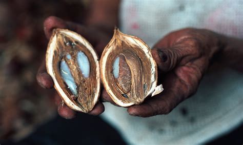 In such a liquid form, it is suitable for oiling the hair. Babassu Oil...Hot New Oil in Town? | Textured Talk