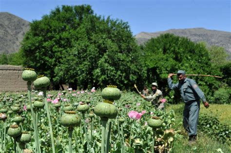 Afghanistan Opium Poppy Cultivation Up 7 Percent Un