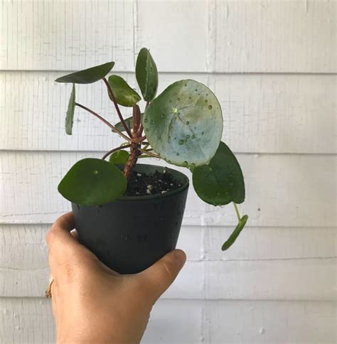 Native to south american rainforests, peperomia grow in the cool understory of the rainforest. How to: Propagate Plants in Water | Leaf and Paw
