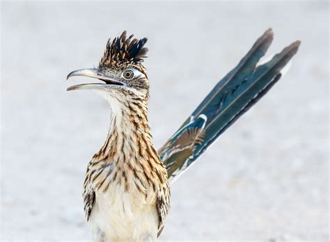 Beep Beep Hear The Real Life Call Of The Greater Roadrunner Audubon