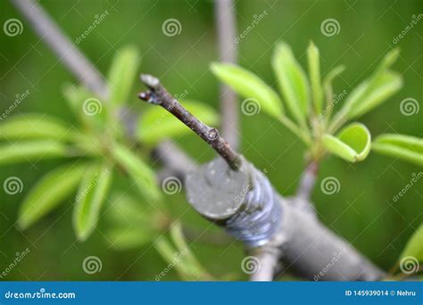 Grafting Fruit Tree Grafted Place By Grafting Tape Stock Photo