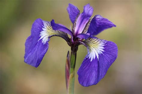 Wild Iris Flower In Alaska Stock Photo Image Of Muskeg 22059306