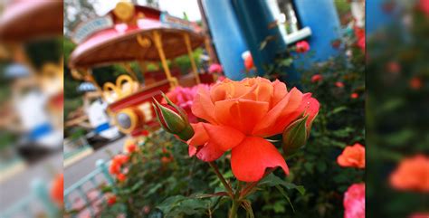 Youve Never Seen A Flower Like The Disneyland Rose D23