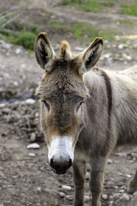 Donkey In Stable Stock Photo Image Of Fluffy Cute 211821494