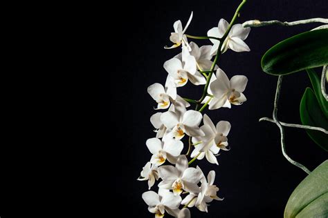 A Cluster Of White Orchids On A Long Stem Against A Black Background