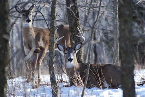 Minnesota Whitetail Deer Flickr Photo Sharing