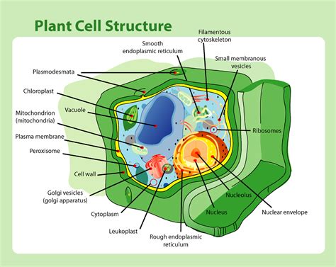 Trees Plants Flowers Fruits Plant Cell Plant Cell